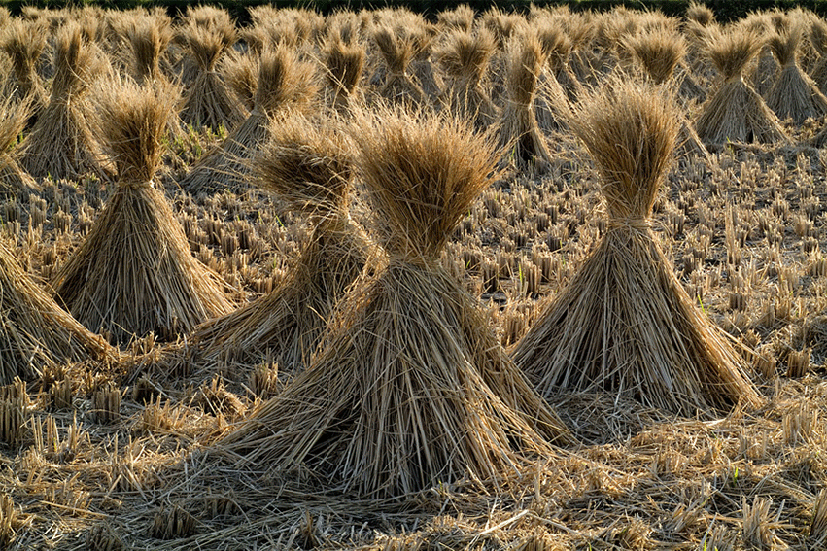 FSU Research: Repurposing straw lets farmers grow more food with less water and fertilizer - Florida State News