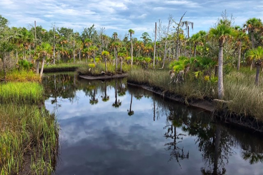 At 80,000 acres, the St. Marks Wildlife Refuge is larger than Orlando. (Photo Courtesy of William Cutter)