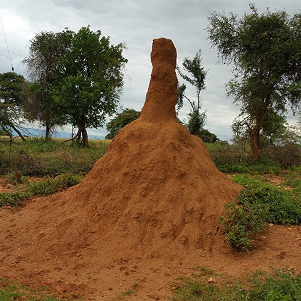 The mound of an African giant termite (Macrotermes jeanneli) in southern Ethiopia. (Courtesy of Scilight)