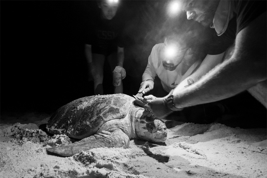 Researchers collect samples of organisms living on the shells of loggerhead sea turtles during summer 2018. Photo by Matthew Ware / Florida State University