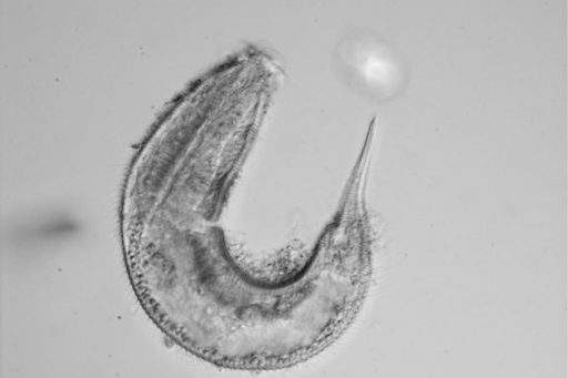 An example of a nematode from the Richtersia genus found during sampling. Photo by Jeroen Ingels / Florida State University Coastal and Marine Laboratory