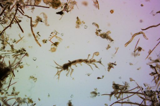 Another image of some of the meiofauna researchers found. Photo by Jeroen Ingels / Florida State University Coastal and Marine Laboratory