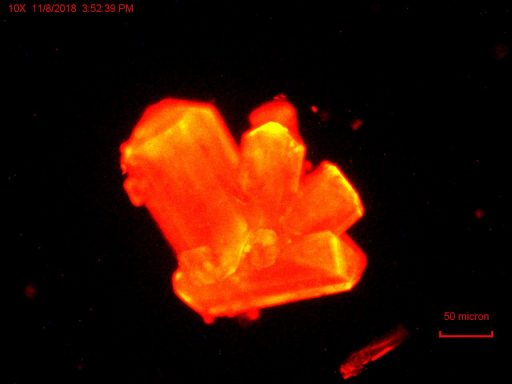 Curium crystals with an orange glow, which the researchers used to monitor the changes in chemistry as they applied pressure. Courtesy of Thomas Albrecht-Schmitt / Nature