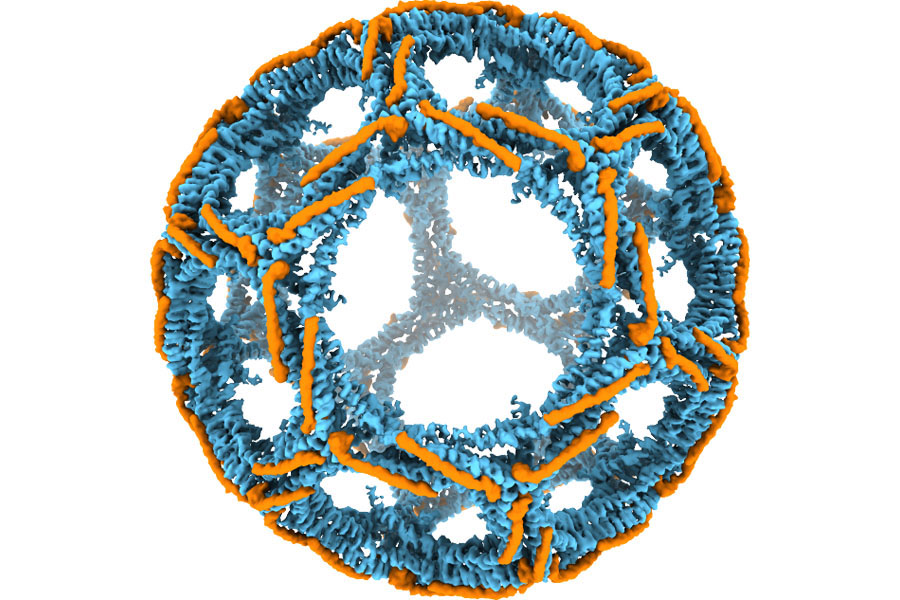 The structure of the clathrin cage that forms around a vesicle, a fluid-filled package that moves materials between compartments in cells. Florida State University researchers determined this cage structure and what determines its shape and size in a paper published in Science Advances. Courtesy of Scott Stagg