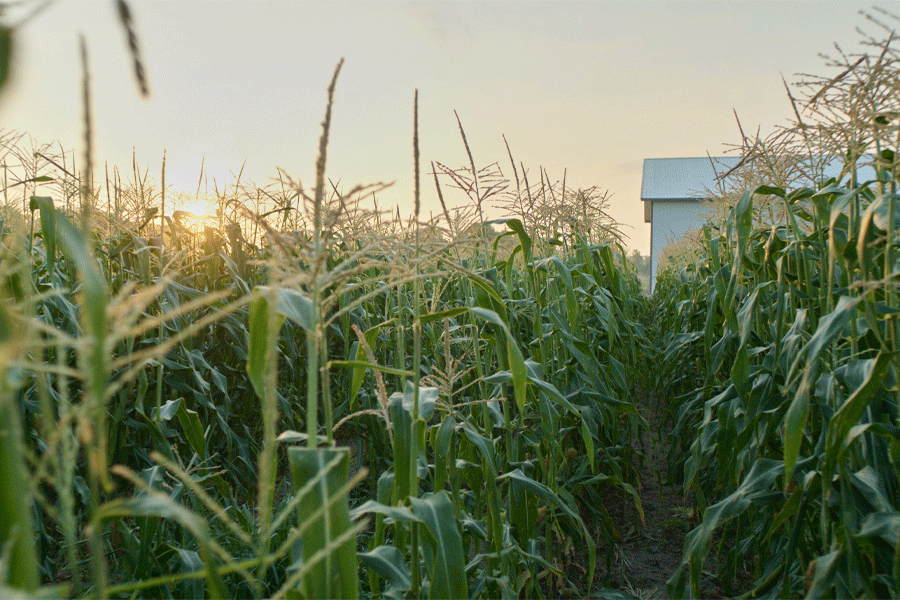 Corn is a major U.S. crop. A technique developed in part at Florida State University is playing a crucial role in research to understand gene expression during important parts of the plant's development. Courtesy of Danforth Plant Science Center.