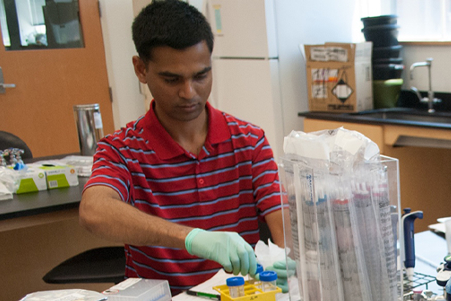 Study co-author Md Shamimuzzaman working in the Bass Laboratory. Courtesy of Hank Bass