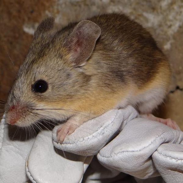 A yellow-rumped leaf-eared mouse captured near the summit of the Llullaillaco volcano on the border of Chile and Argentina. Credit: Marcial Quiroga-Carmona, Austral University of Chile