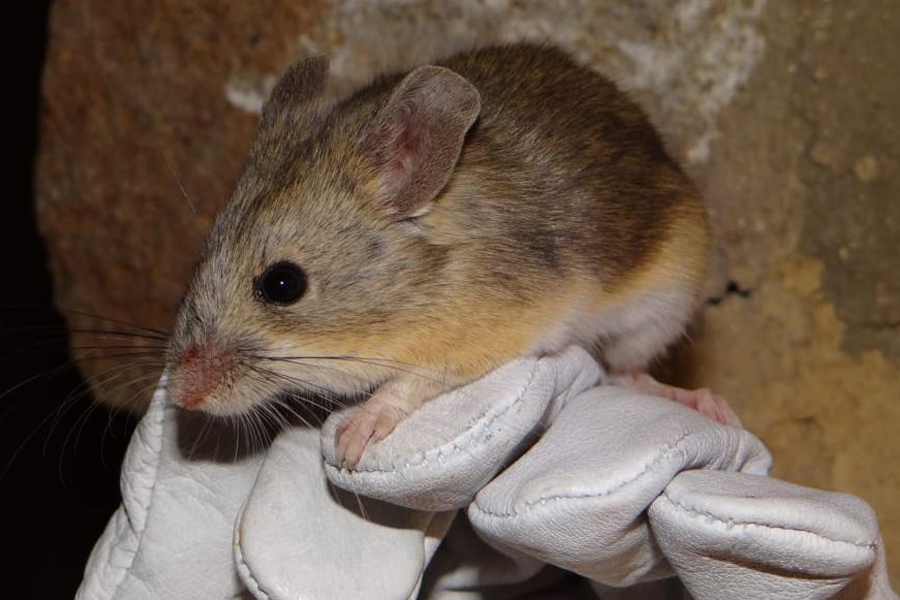 A yellow-rumped leaf-eared mouse captured near the summit of the Llullaillaco volcano on the border of Chile and Argentina. Credit: Marcial Quiroga-Carmona, Austral University of Chile