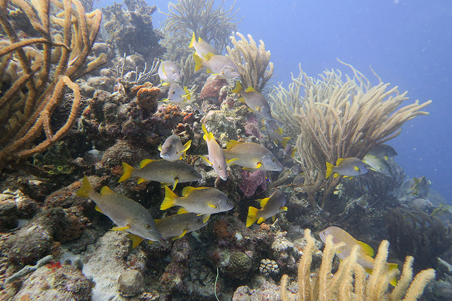 Schoolmaster snappers congregating around the soft corals on the fringing reefs of Bonaire.