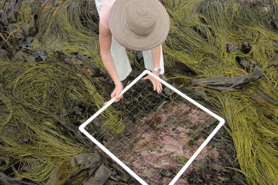 Florida State University Assistant Professor of Biological Science Sophie McCoy surveys the algal community underneath a canopy of “sea spaghetti” (Himanthalia elongata) at Cape Cornwall, England. Photo by Sophie McCoy.