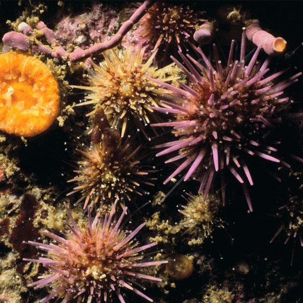 Juvenile purple urchins on reefs in southern California. Photo by Ron McPeak.