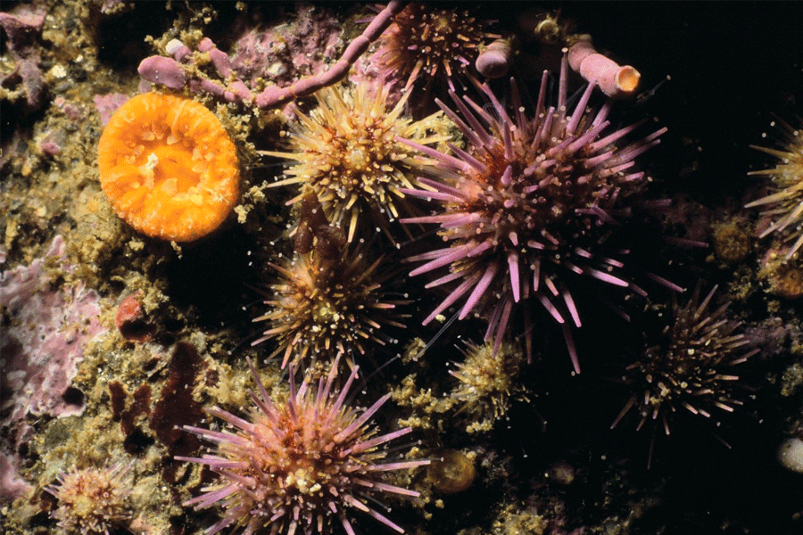 Juvenile purple urchins on reefs in southern California. Photo by Ron McPeak.