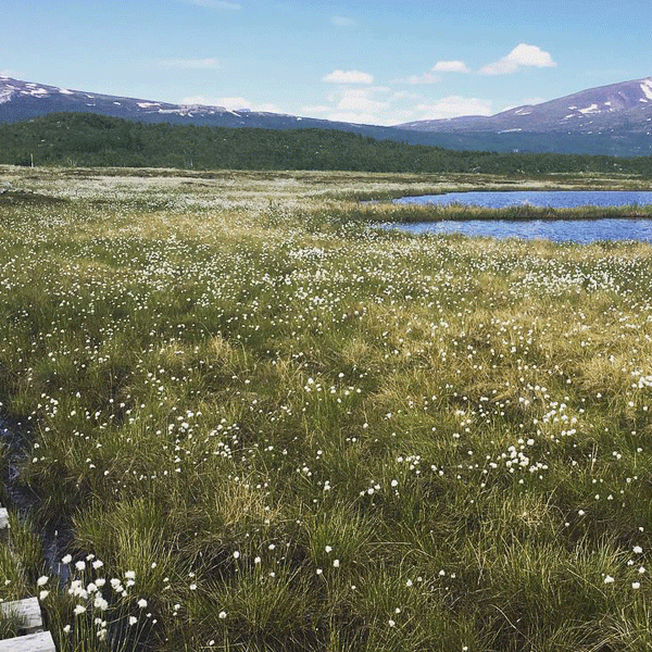 A view of the Stordalen mire in Sweden. Photo by Clarice Perryman / University of New Hampshire