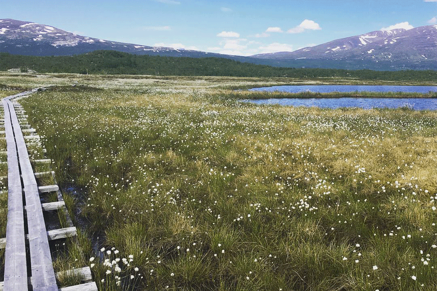 A view of the Stordalen mire in Sweden. Photo by Clarice Perryman / University of New Hampshire