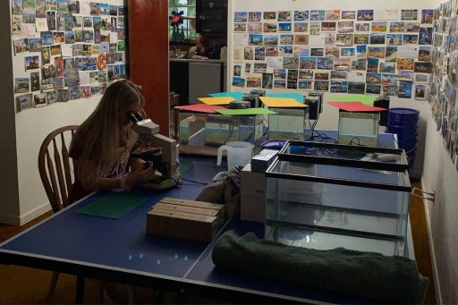 Morgan Hawkins, an FSU senior studying marine biology, works in the lab she and senior Benton Jaco built in her home. (Courtesy of Benton Jaco)