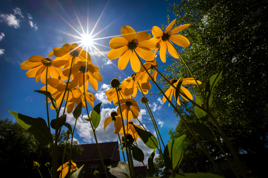Spring flowers reach to the sky outside the Seminole Cafe 2020 (FSU Photography Services)