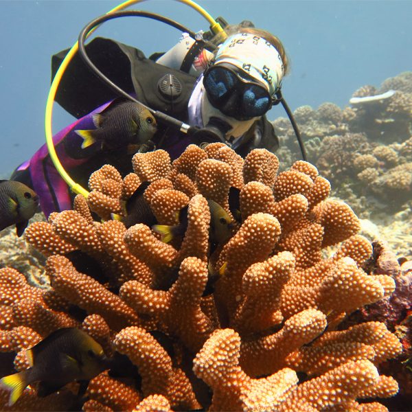 Erika Johnston, a postdoctoral researcher in the Department of Biological Science and a co-author of the paper, at a coral reef in Moorea. (Florida State University/Christopher Peters)