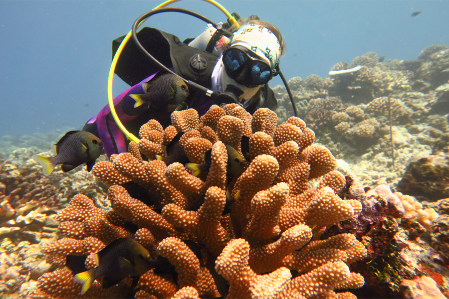 Erika Johnston, a postdoctoral researcher in the Department of Biological Science and a co-author of the paper, at a coral reef in Moorea. (Florida State University/Christopher Peters)