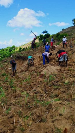 Communities in Haiti planting grass on eroded slopes. Note: The grass establishes ground cover in a mere three months to stabilize the slopes and reduce mudslides during hurricanes.