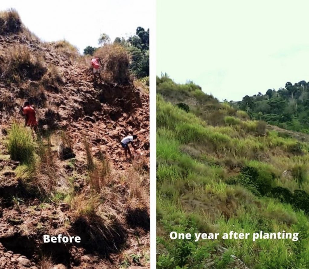 Landscape in Haiti before and one year after planting perennial grasses. <b>Note:</b> The grasses hold the soils in place to reduce soil erosion on the steep slopes