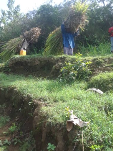 Villagers carrying grass to plant on the mountain slopes. Note: The grass seedlings are established in nurseries and then transferred for transplanting on the mountain slopes. The tops and leaves are fed to livestock and the rootstocks planted for erosion control.