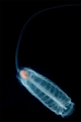 An image of a salp taken during research. New research published in Limnology and Oceanography suggests that salps are actually competing for food with an organism known as a protist. (Courtesy of Michael Stukel)