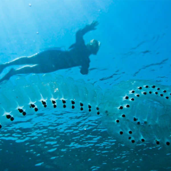 An example of a chain of salps floating in the ocean. (Photo by Lars Plougmann)