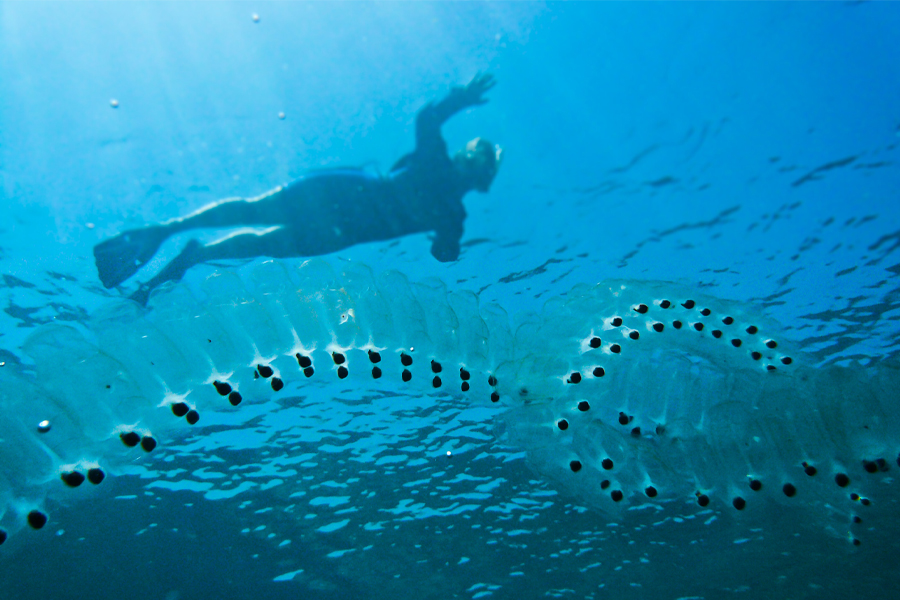 An example of a chain of salps floating in the ocean. (Photo by Lars Plougmann)