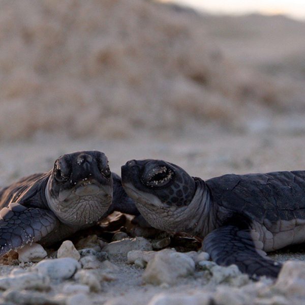 A newly hatched pair of green sea turtles (Chelonia mydas) make their way to the ocean. (Photo credit: Mark Sullivan, NOAA)