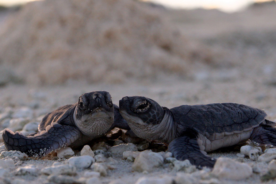 A newly hatched pair of green sea turtles (Chelonia mydas) make their way to the ocean. (Photo credit: Mark Sullivan, NOAA)