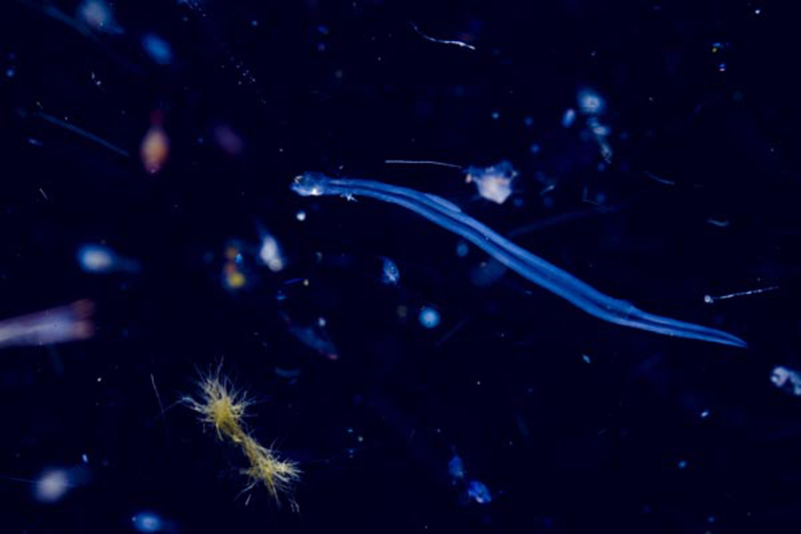 Plankton found in the open-ocean Gulf of Mexico. The golden tufts in the bottom left are Trichodesmium, the long organism in the middle is a chaetognath, and many of the out-of-focus blobs are copepods. (Courtesy of Michael Stukel)