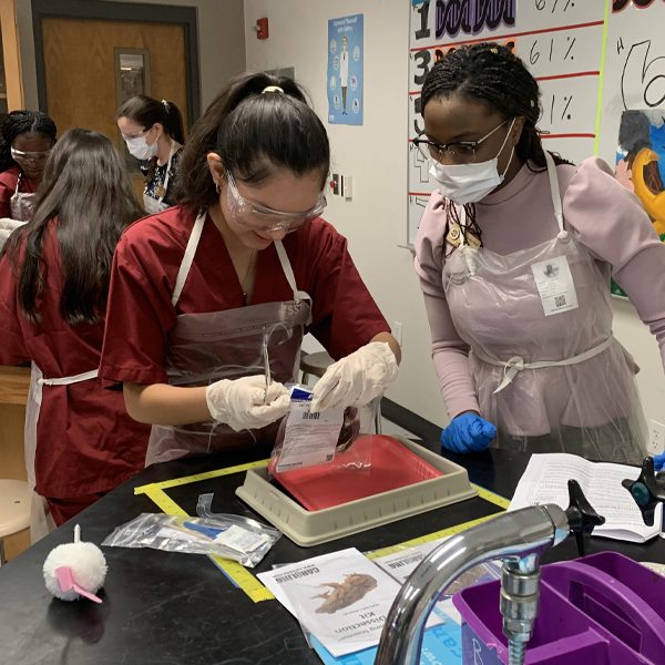 Stenia Accilien, right, a USSTRIDE member from the College of Medicine Class of 2022, mentors a SSTRIDE student in the dissection lab. (Florida State University)