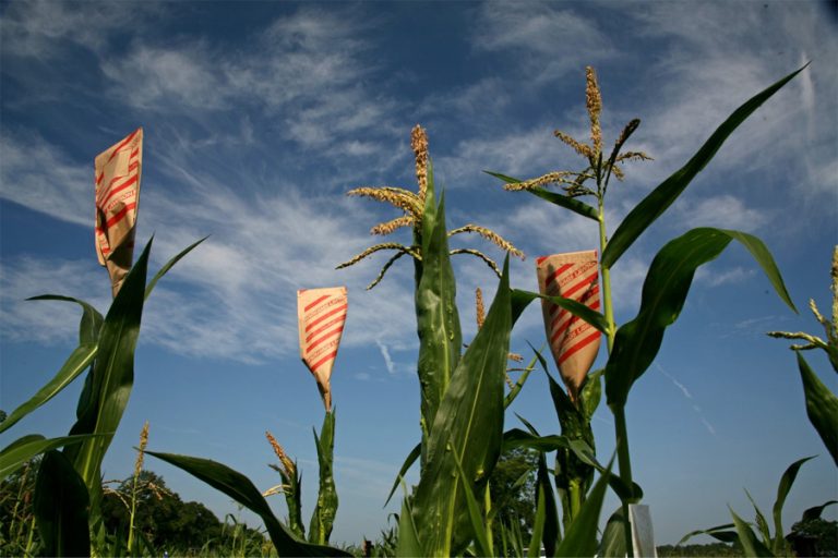 Navigating The Corn Maze Fsu Researchers Develop Technique To Map Out