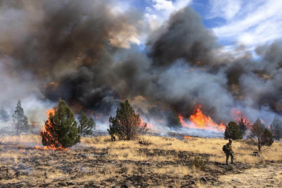 A veteran firefighter walks through a blaze in Oregon. (Caleb Strough/Bureau of Land Management)