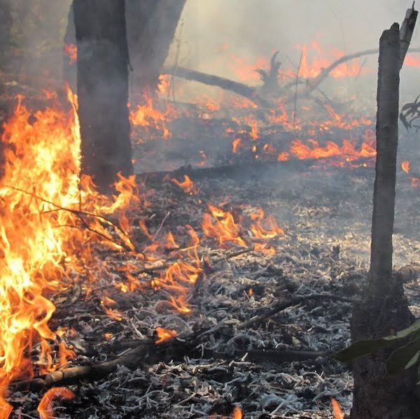 Lax regulations on deforestation in the Amazon have fueled the loss of rain forest and threatened the future of many of the region's species. (Courtesy of the University of Arizona.)