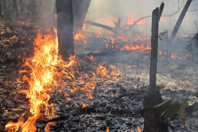 Study shows the impact of deforestation and forest burning on