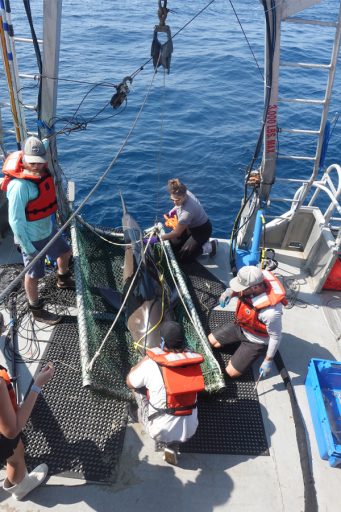 Researchers at work aboard the R/V Apalachee. (Courtesy of Dean Grubbs)