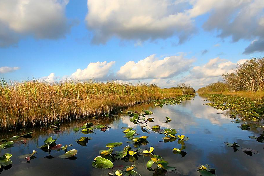 Two civil and environmental engineering researchers from the FAMU-FSU College of Engineering were recently awarded fellowships from The Everglades Foundation to study the impacts of new climate change modeling on the Florida Everglades. (Bigstock / SNEHITPHOTO)