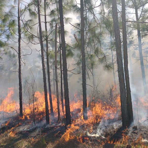 A prescribed burn at The Jones Center at Ichauway in Netown, Georgia, that was part of Associate Professor Bryan Quaife's research. (Courtesy of Bryan Quaife)