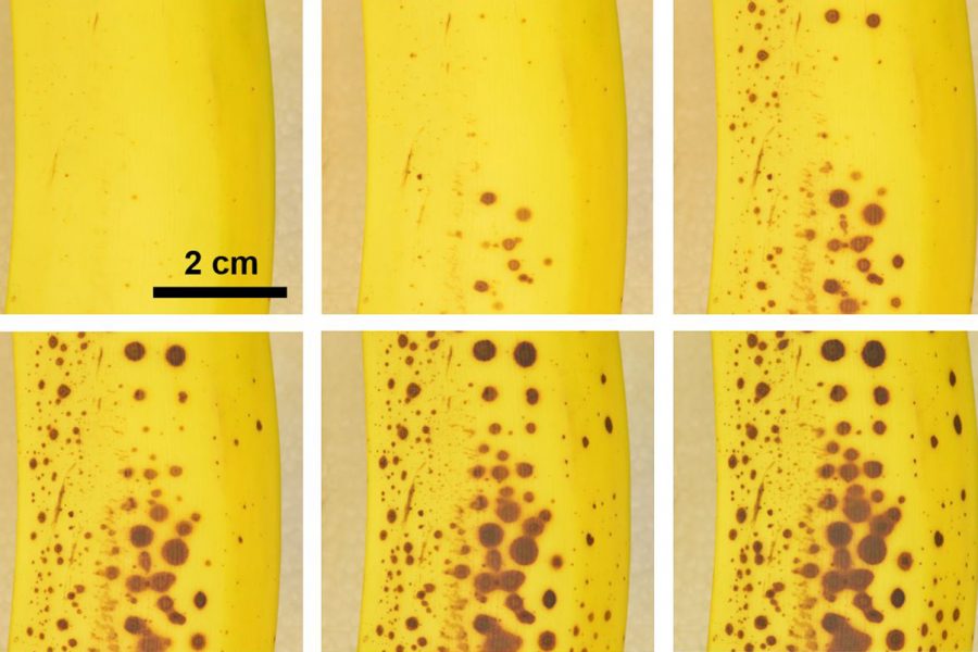 An image from the research showing the progression of browning on a banana over five days. (Oliver Steinbock/Florida State University)