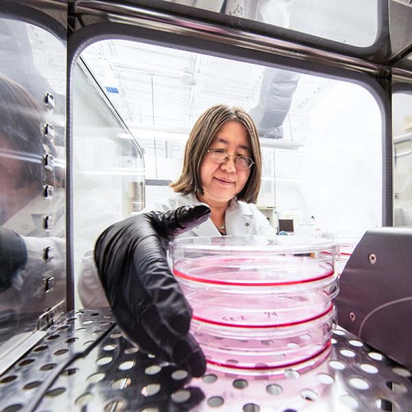 Yan Li, associate professor in the Department of Chemical & Biomedical Engineering at the FAMU-FSU College of Engineering, pulls stem cell cultures from the incubator in her lab. (Mark Wallheisier/FAMU-FSU College of Engineering)