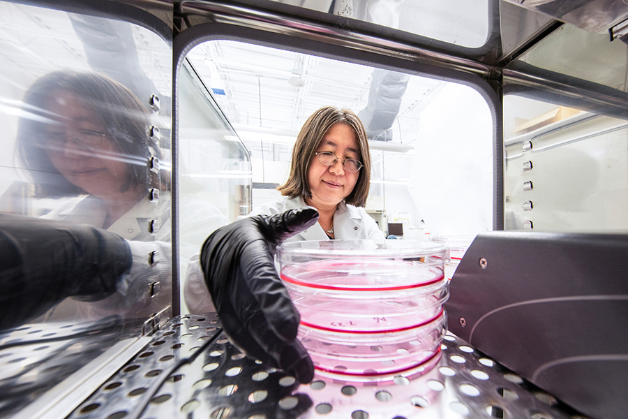 Yan Li, associate professor in the Department of Chemical & Biomedical Engineering at the FAMU-FSU College of Engineering, pulls stem cell cultures from the incubator in her lab. (Mark Wallheisier/FAMU-FSU College of Engineering)