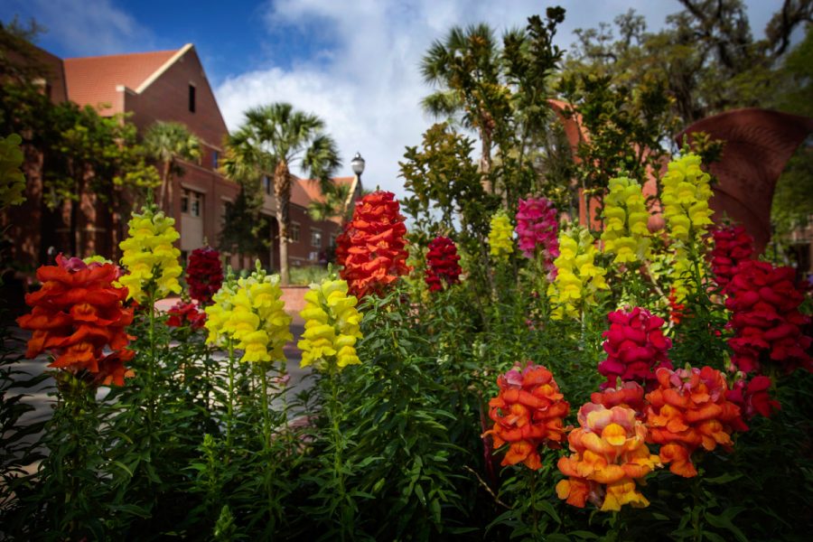 The colors of FSU's Tallahassee campus (FSU Photography Services/Bruce Palmer)