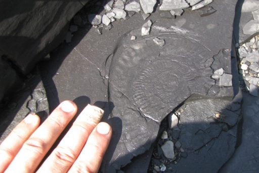 Una amonita fosilizada encontrada durante un trabajo de campo en Alberta, Canadá.  (Foto por Ben Gill)