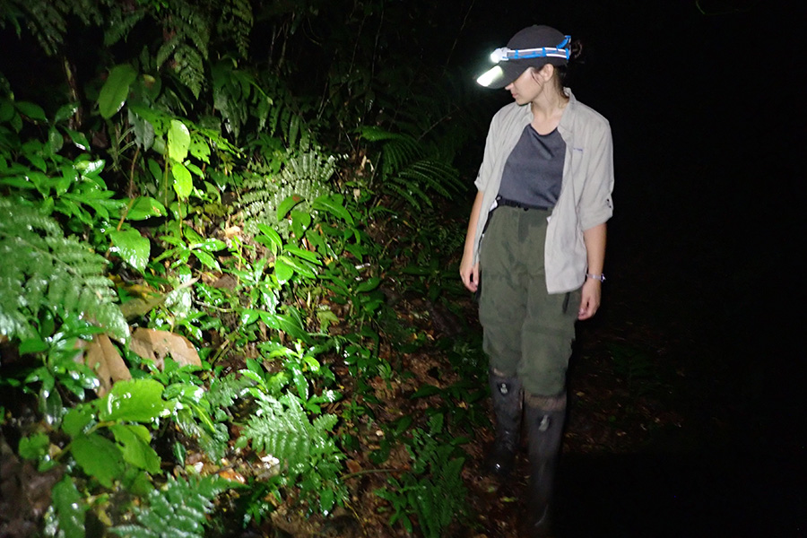 Courtney Whitcher searching for frogs while on a research trip in South America. (Courtney Whitcher)