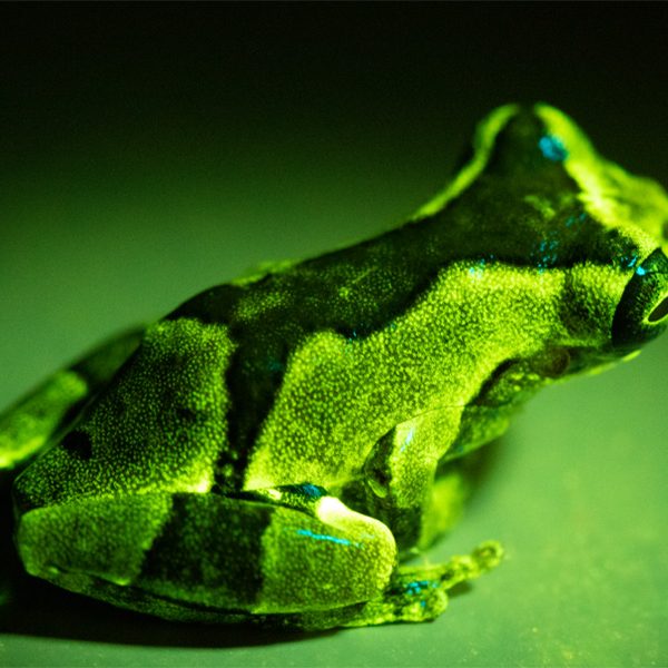 The first discovery of fluorescence in frogs was a complete accident — someone had a black light UV light, shone it on a frog and then did a double take. (Santiago Ron)
