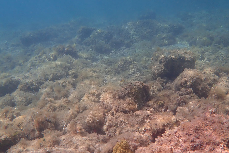 This reef has been taken over by algae. Photo by Rachel Best.