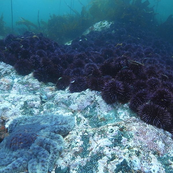 Sunflower sea stars, such as the one that appears in the foreground, could help keep purple sea urchins in check, according to new research from Florida State University Assistant Professor Daniel Okamoto and colleauges published in Proceedings of the Royal Society B. (Photo by Lynn Lee)