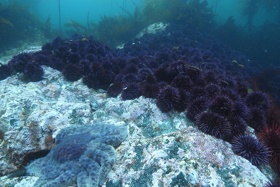 Sunflower sea stars, such as the one that appears in the foreground, could help keep purple sea urchins in check, according to new research from Florida State University Assistant Professor Daniel Okamoto and colleauges published in Proceedings of the Royal Society B. (Photo by Lynn Lee)
