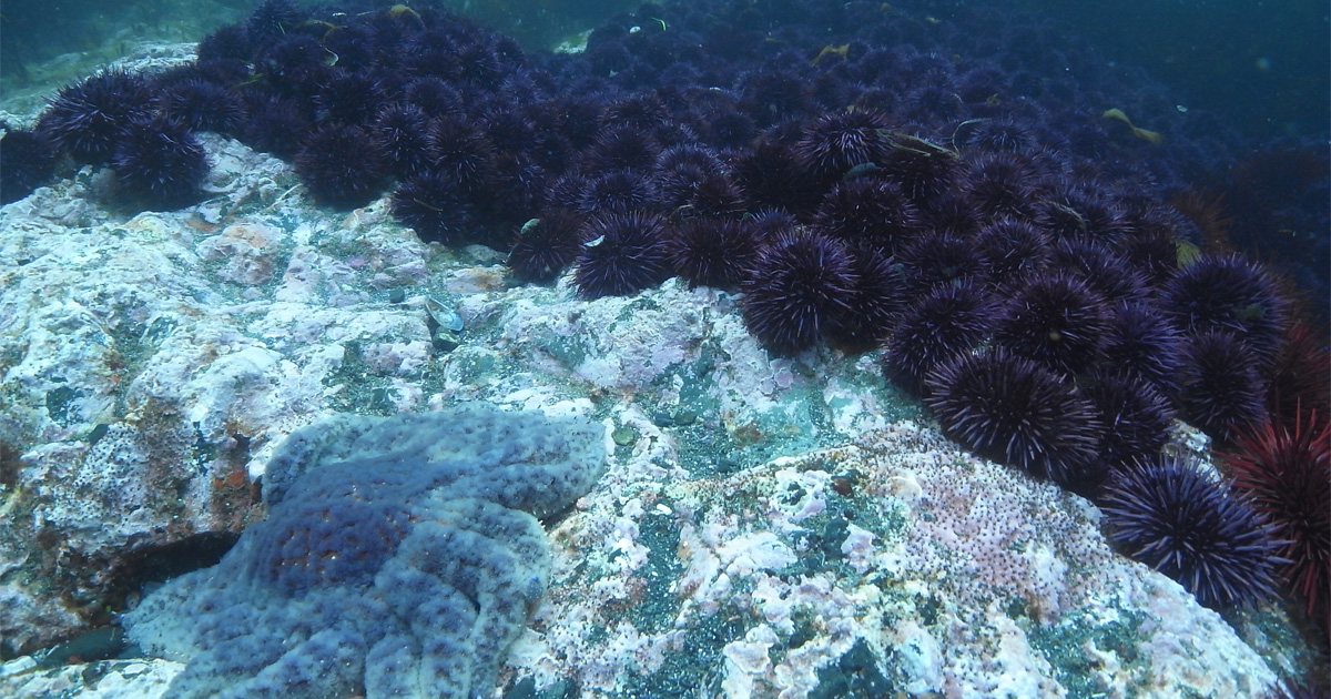 Sunflower Sea Star, Online Learning Center